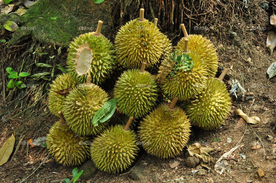 Durian fruit falling from the tree