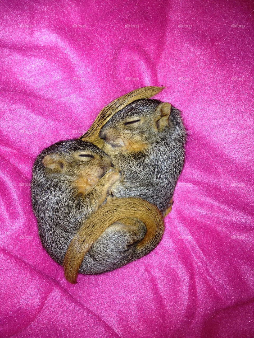 Squirrel nap