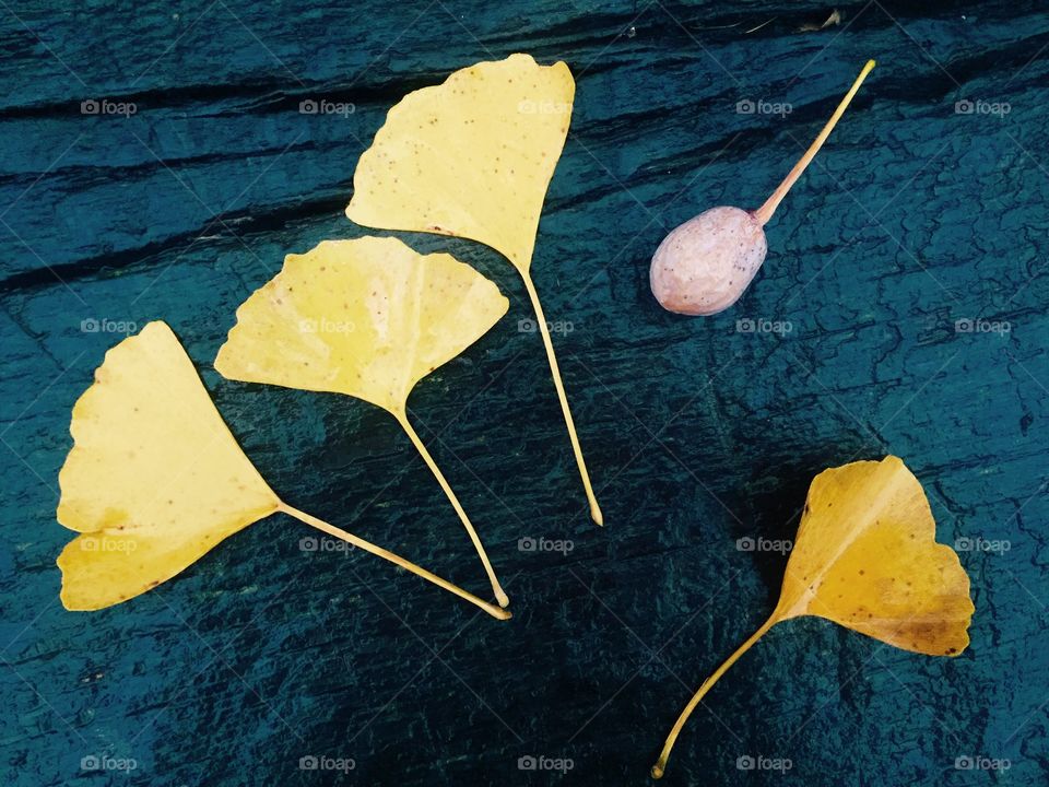 Ginko biloba leaves and fruits