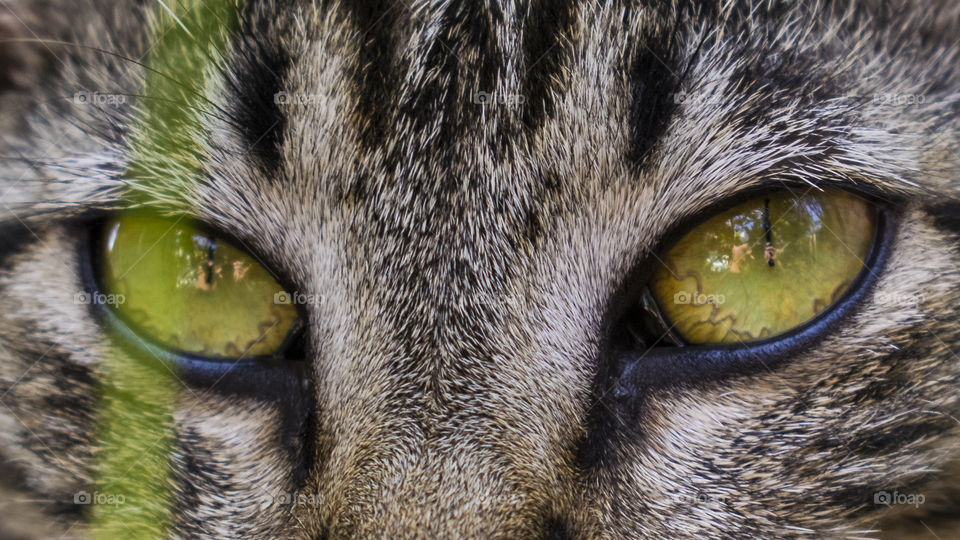 Cat eyes Close Up