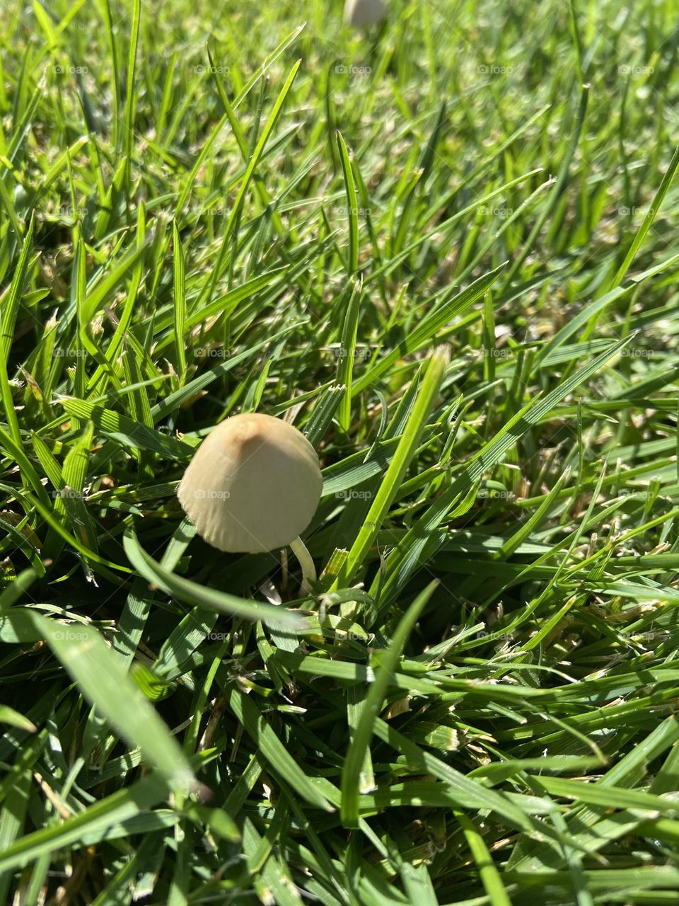 Happy little mushroom in a sea of green grass.