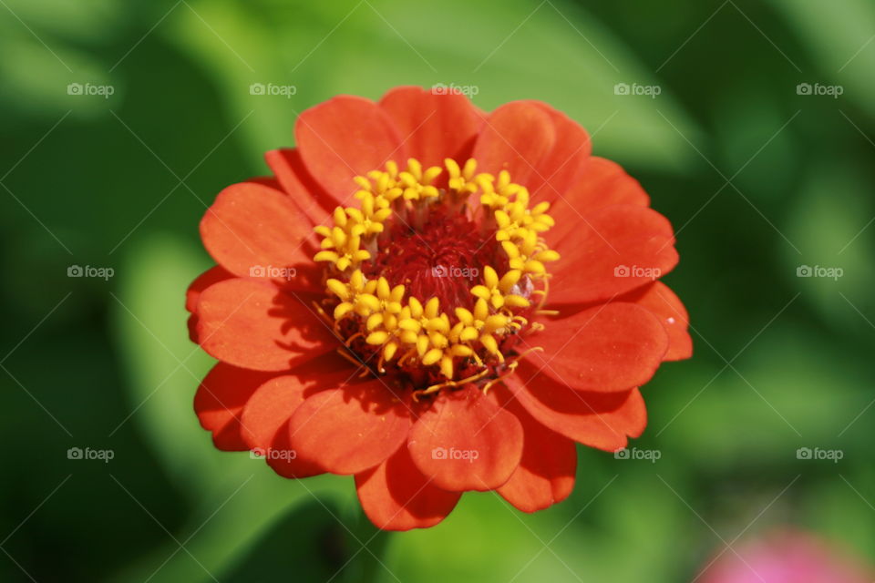 Orange Flower