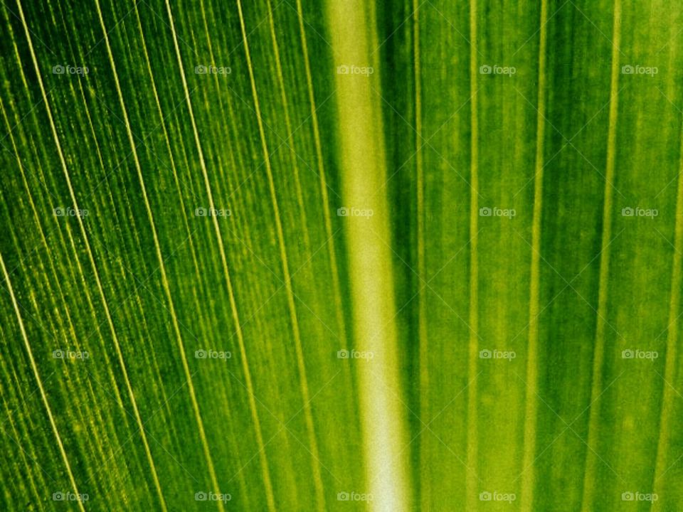 Corn stalk