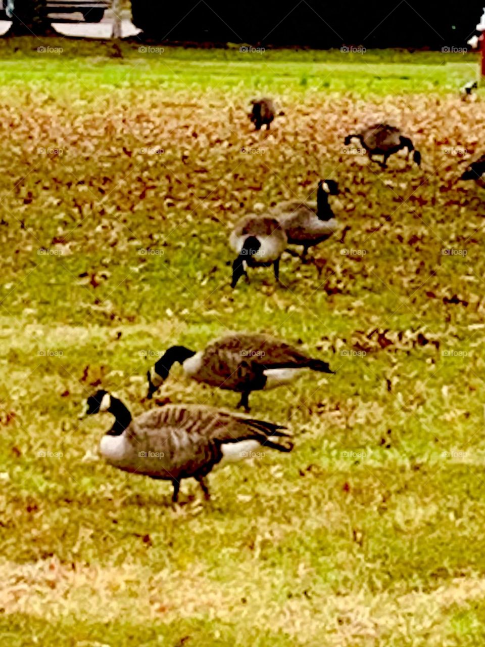 Canada geese