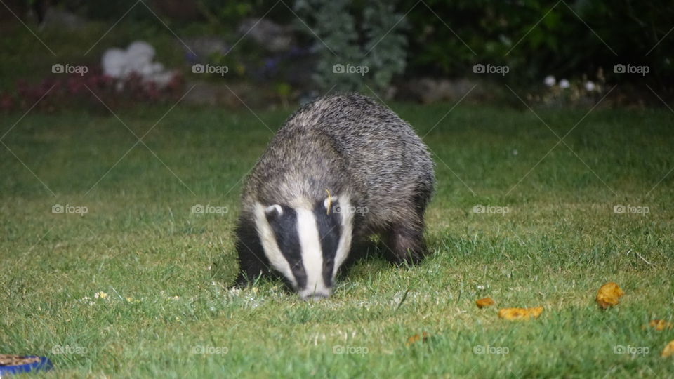 Badger 