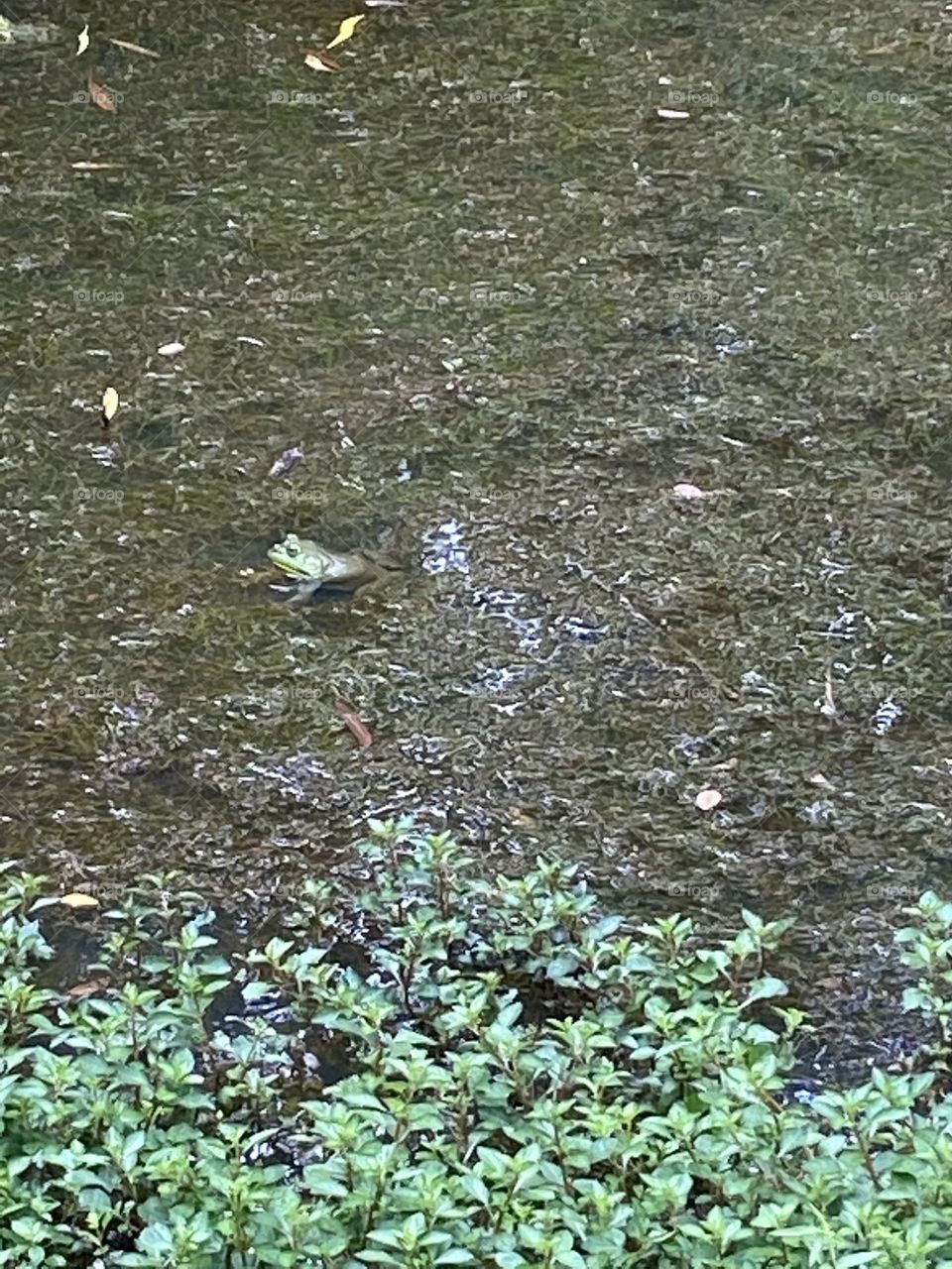 A frog pokes its head out of a pond at Deep Cut Gardens, a park in Middletown, NJ. 