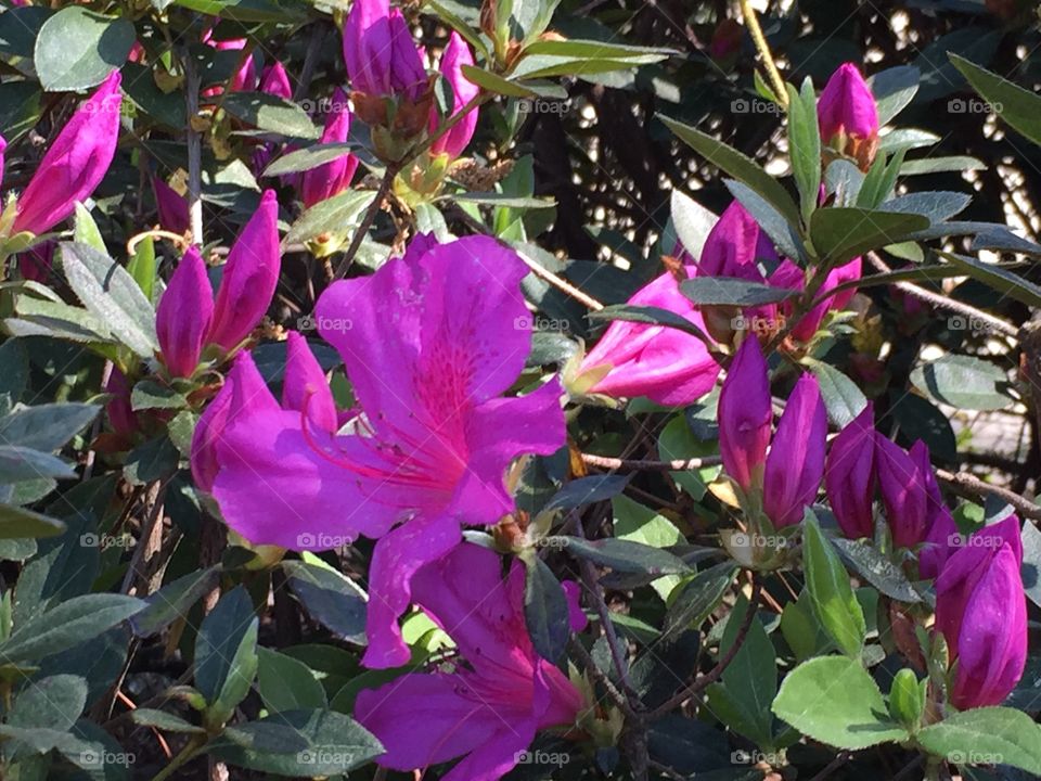 Azalea