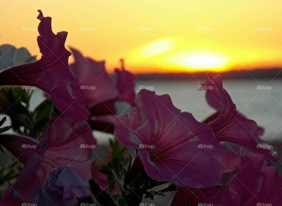 Pink Dusk. Sunset and flowers. Nice combo.