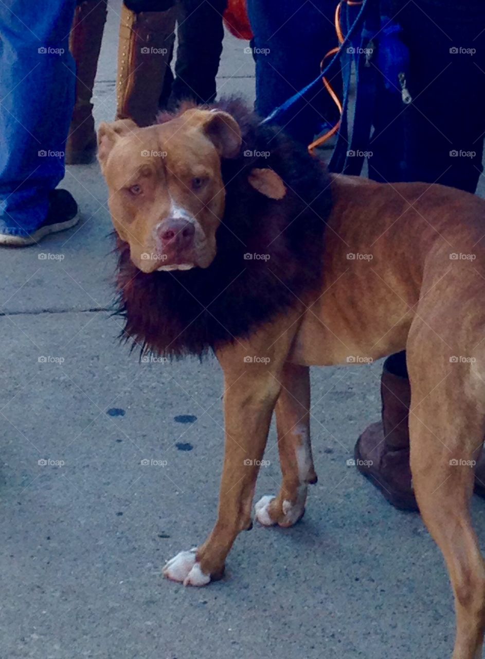 Pet parade and costume contest. Lion costume