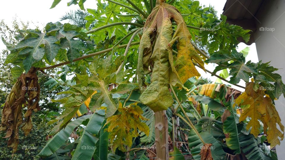Folhas, verdes, secas e amareladas de mamoeiros.