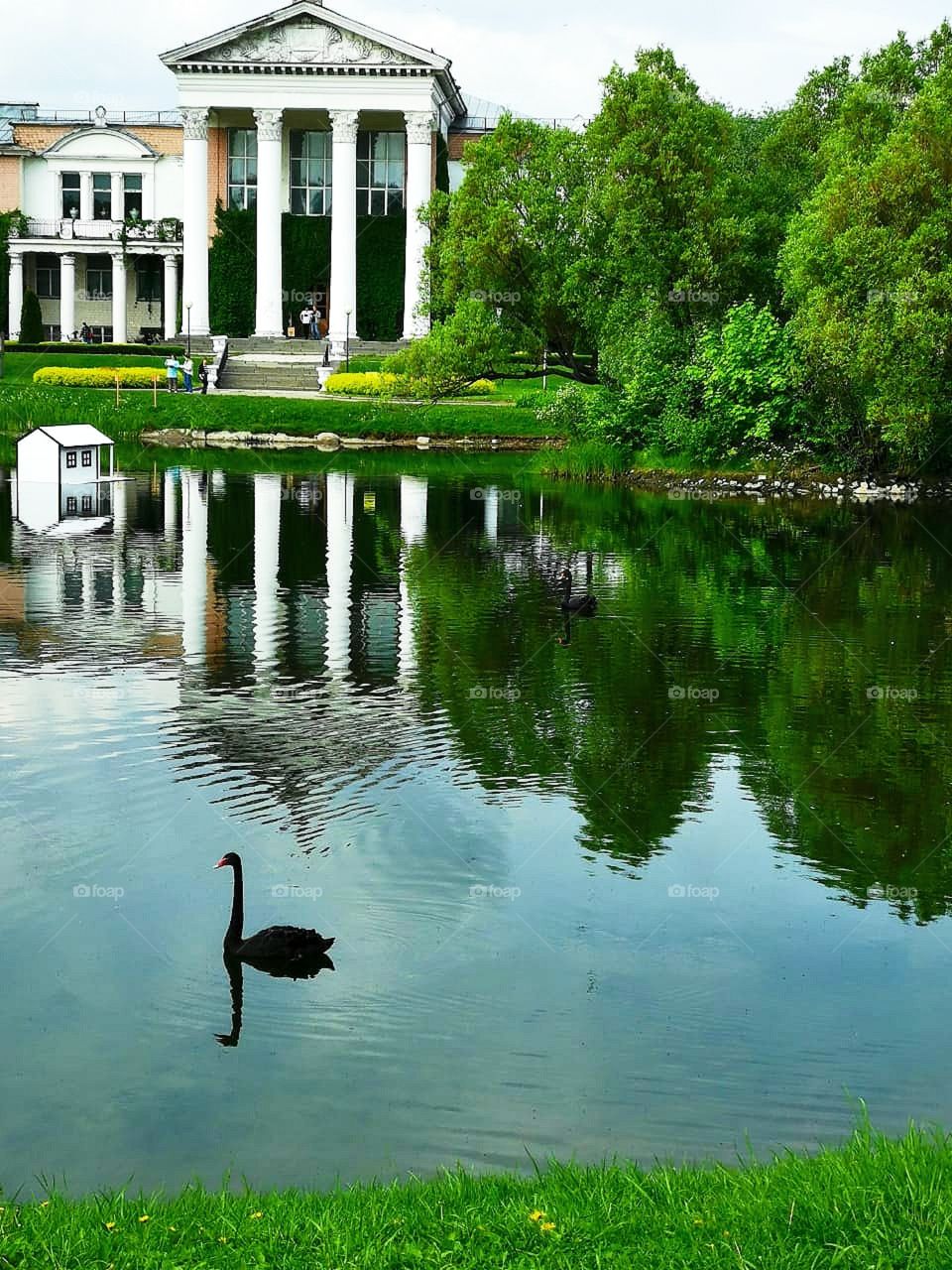 Black swan in the pond.  Gracefulness.  Color contrast