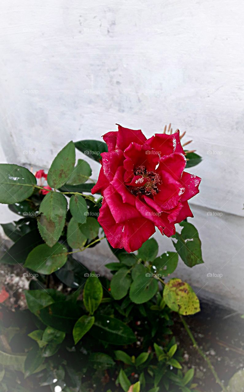Red rose flower with green leaf.