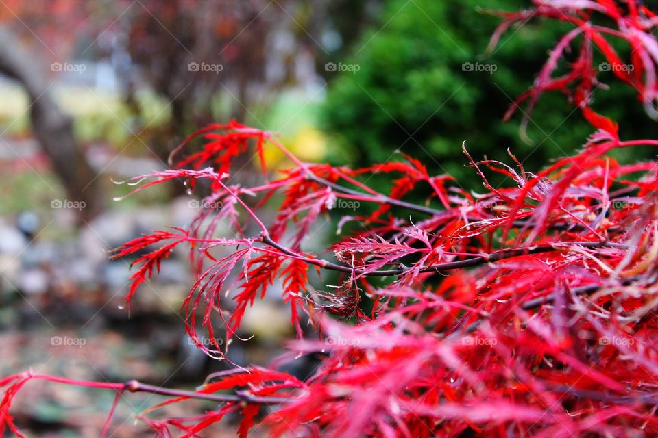 Close-up of maple tree branch