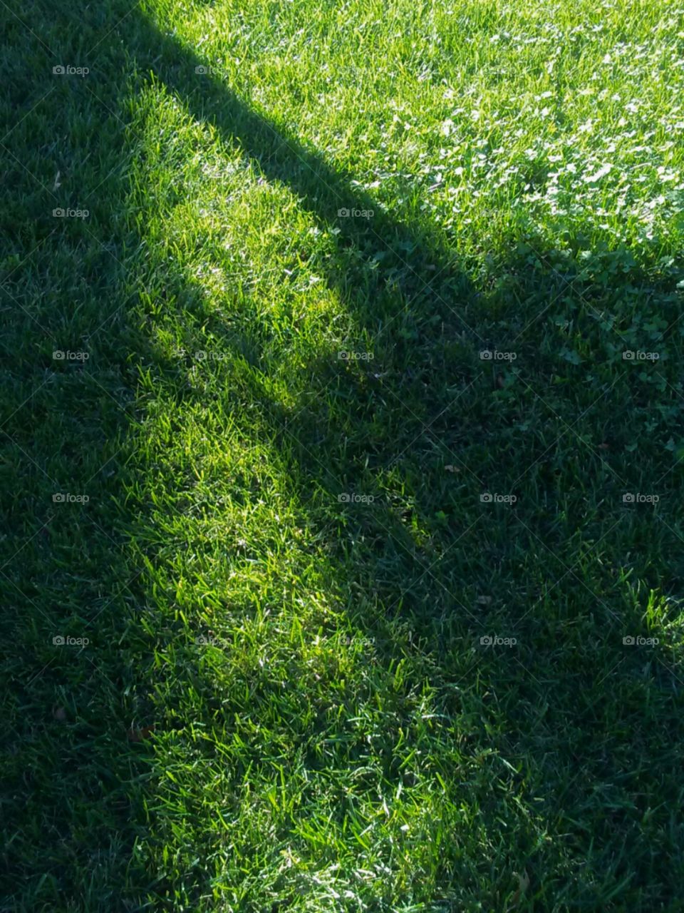 tree shadow