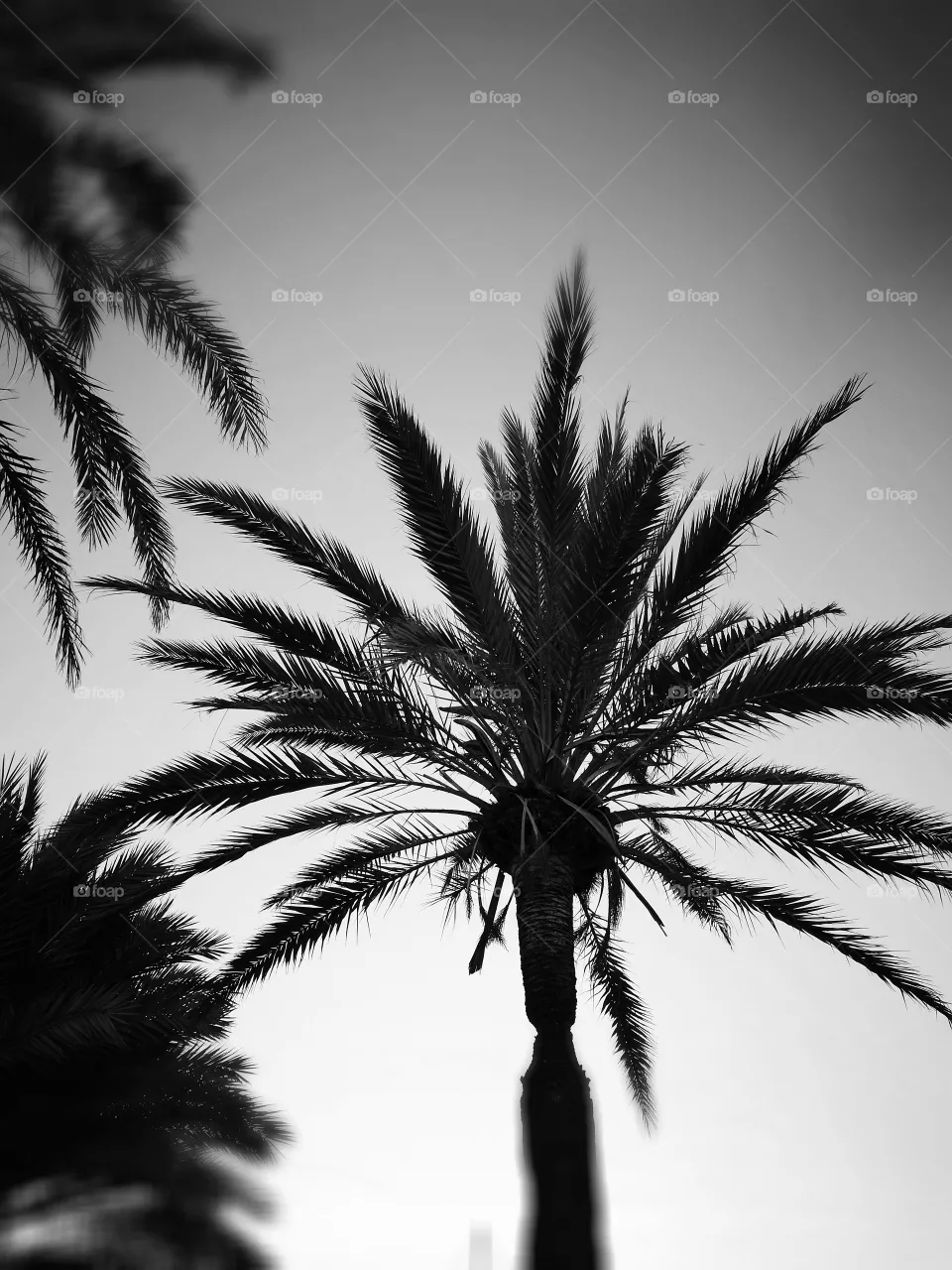 palm trees