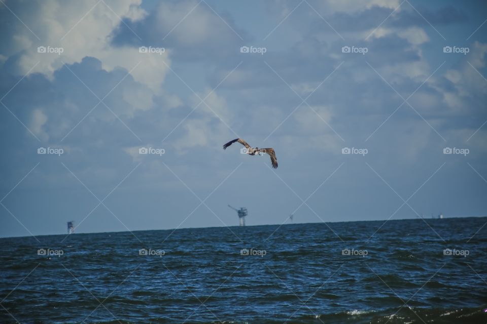 Flying pelican 