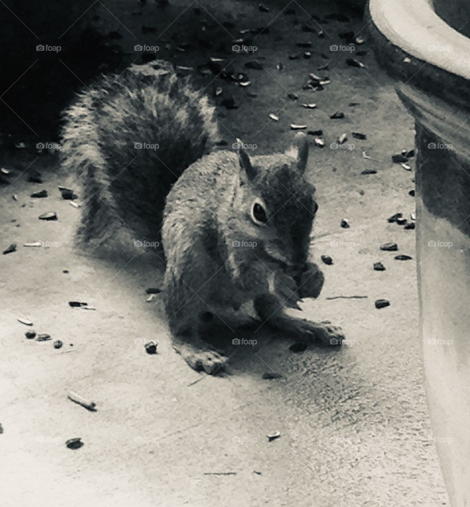 Squirrel eating sunflower seeds on a porch, flower pot, black and white photo 