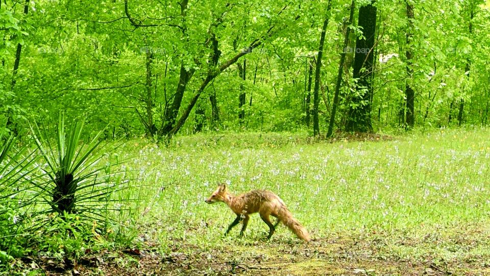 Little wet red fox caught in the rain at edge of woods 