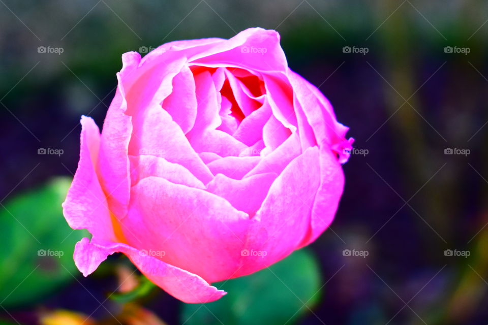Highlighted Rose