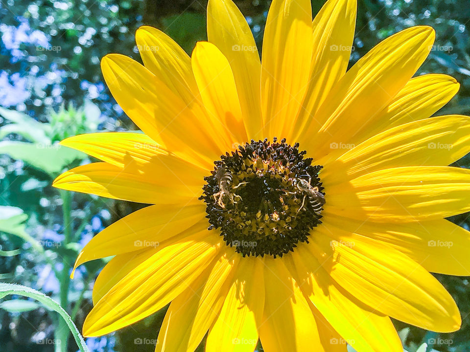 Sunflower with bees