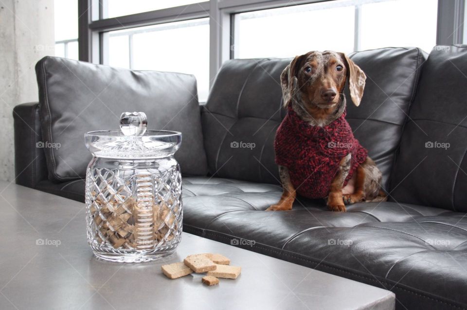 Cute dog, Otis, waiting patiently for his treats that are kept in a crystal cookie jar.