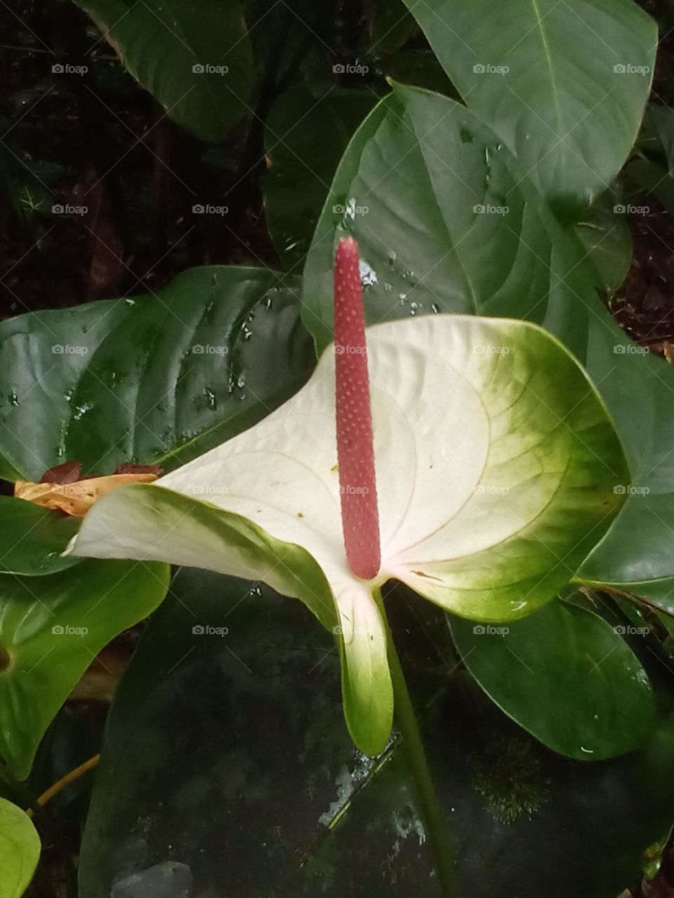 White Anthurium in Botanical Garden