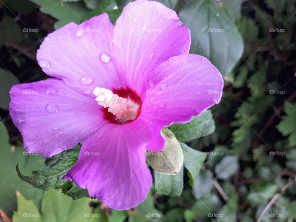 a pink hibiscus after a summer rain