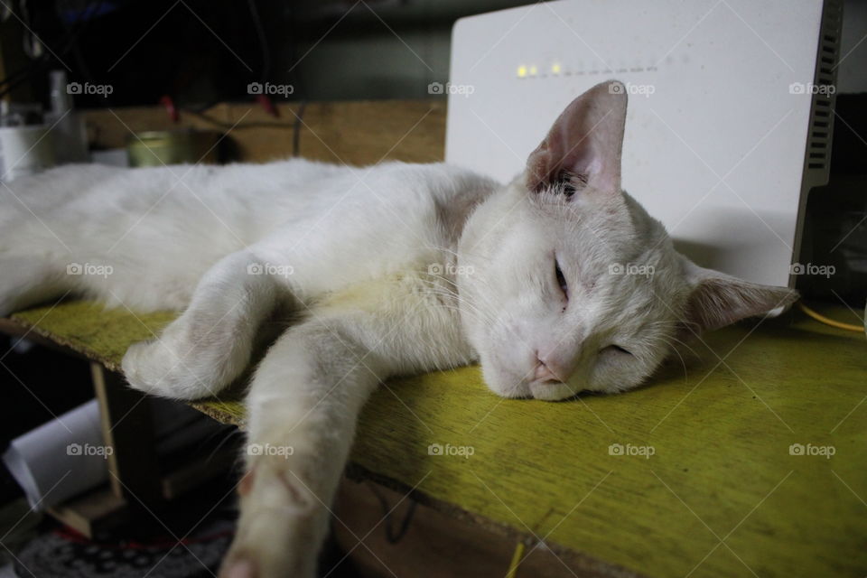 Here is a picture of Boruto, our cat, in his favourite hobby–sleeping.