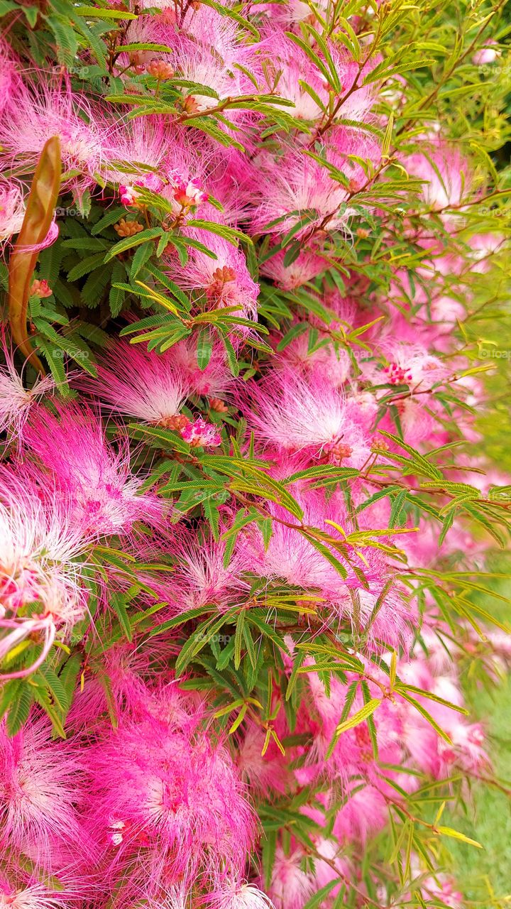 No meio da praça,  durante a caminhada me deparei com essa planta de tão delicadas e lindas flores.