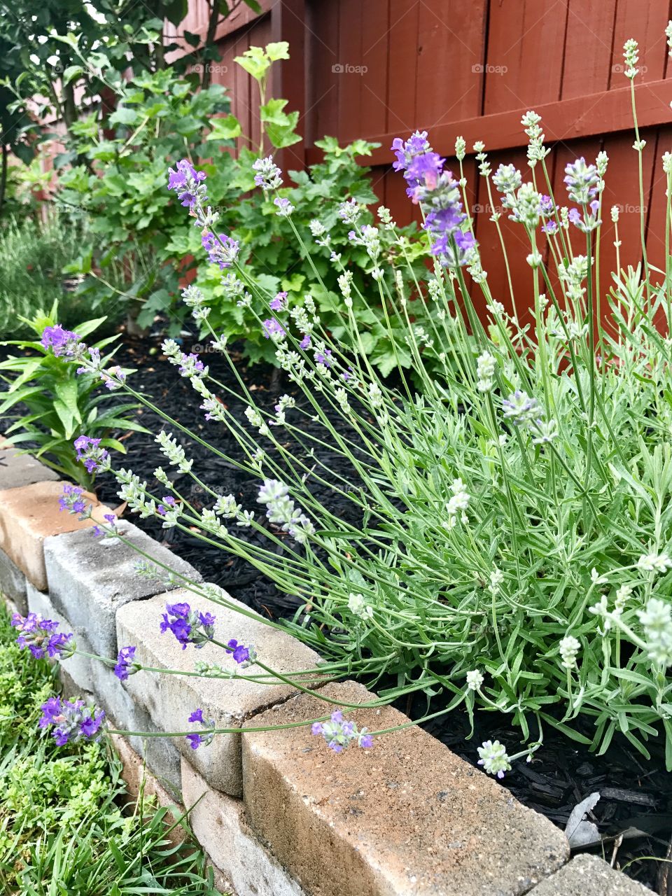 Purple Flowers in Home Garden