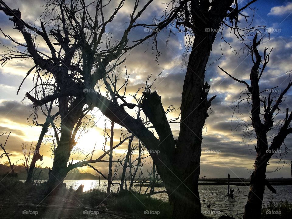 Sunset through dead trees