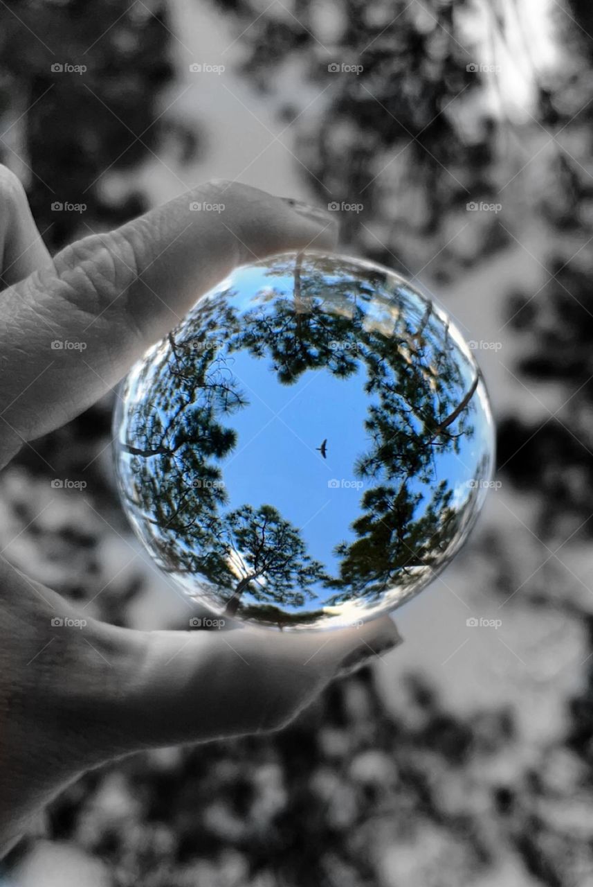 Inspirational crystal ball capture of the sky looking up in the middle of a forest. Black and white with splash of color