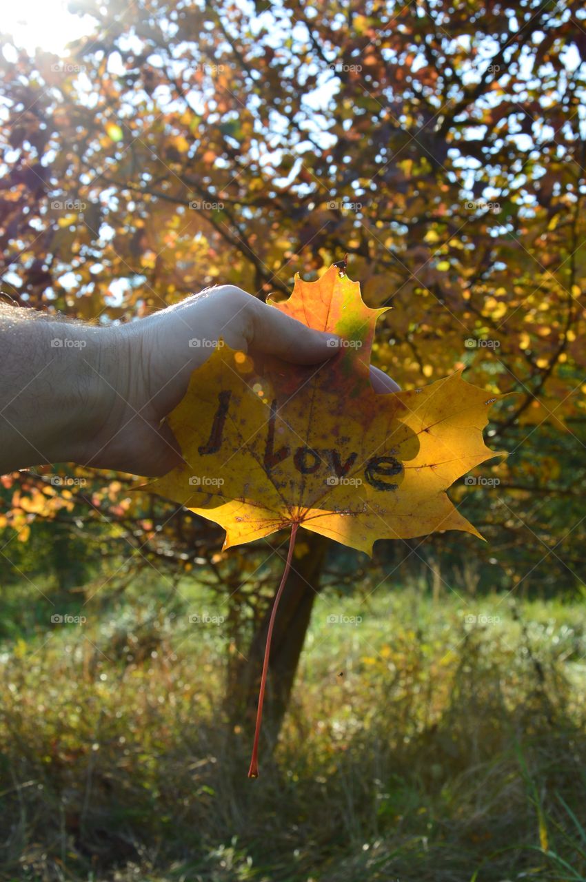 Hand holding maple leaf with love word written on it