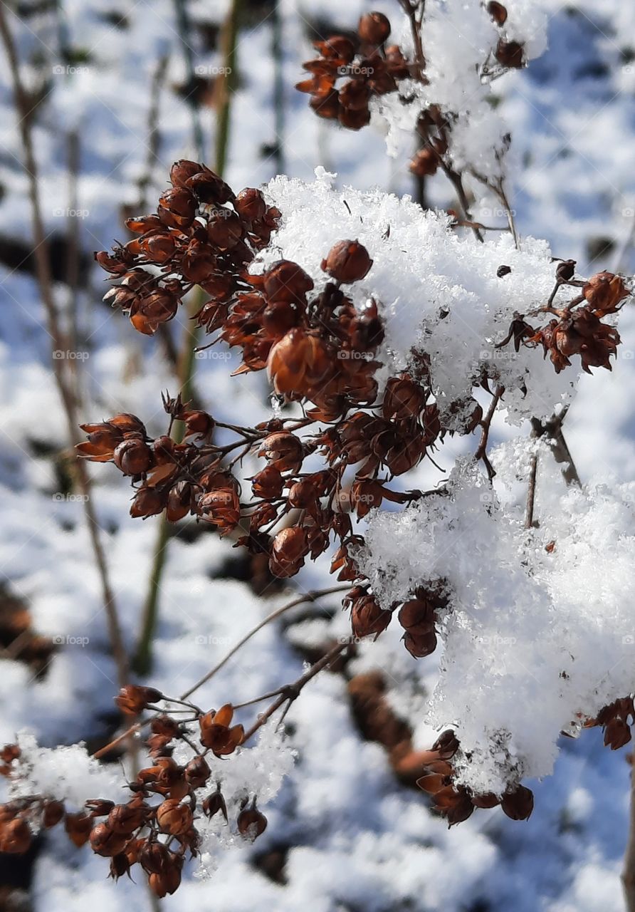 snow caps on dried summer flowers after springtime snowfall