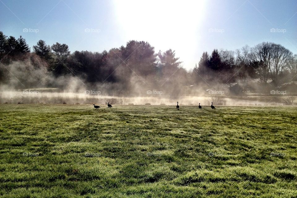 Geese in a foggy mist