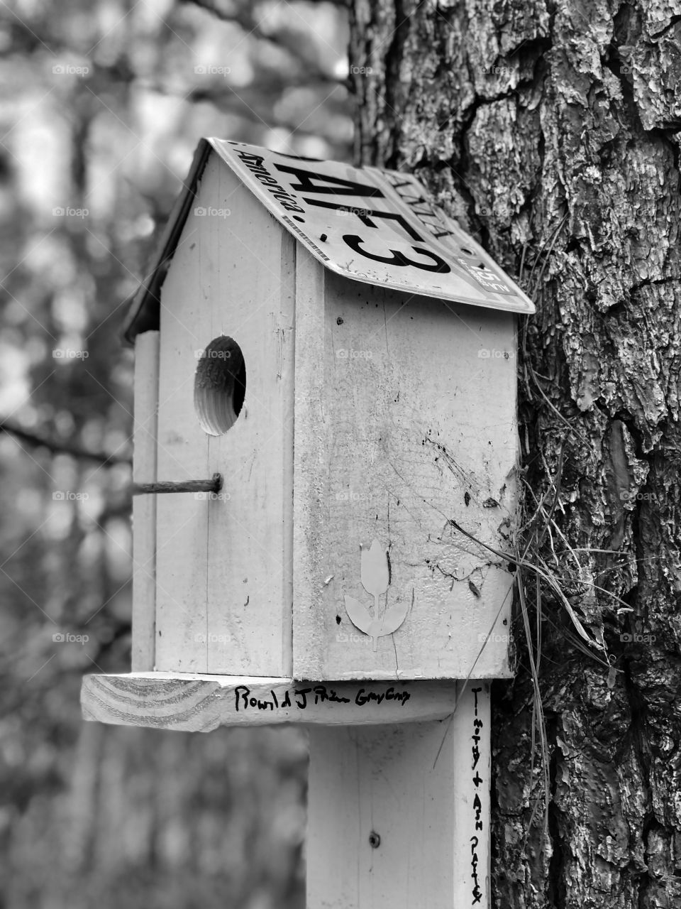 Monochromatic closeup of wooden birdhouse with metal license plate roof nailed to pine tree in forest 