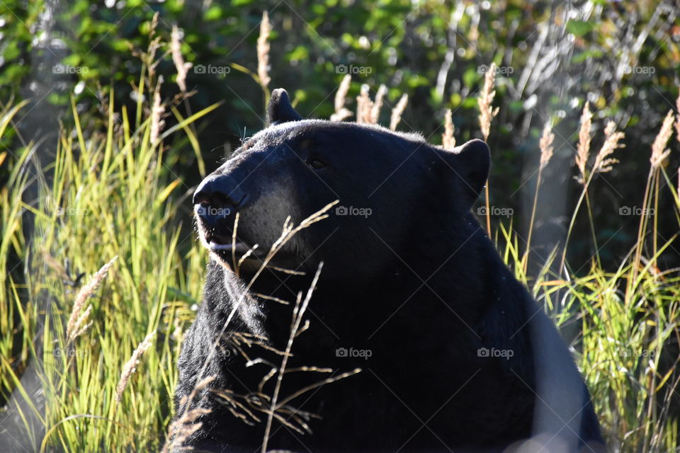 Wildlife in Alaska 