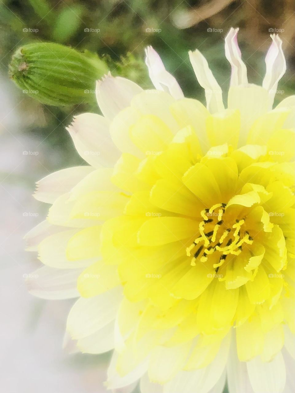 Closeup of yellow and white flower starting to wilt, yet a new bud is growing behind it!