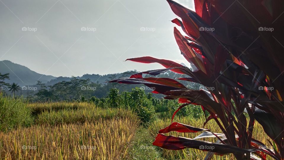 pagi hari di sawah