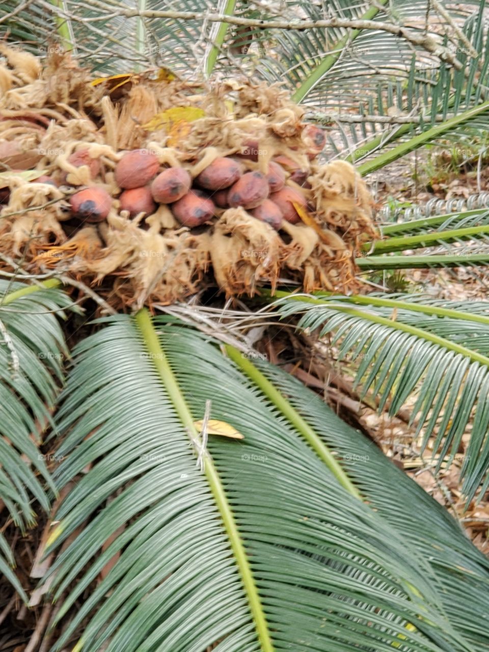 palms are budding