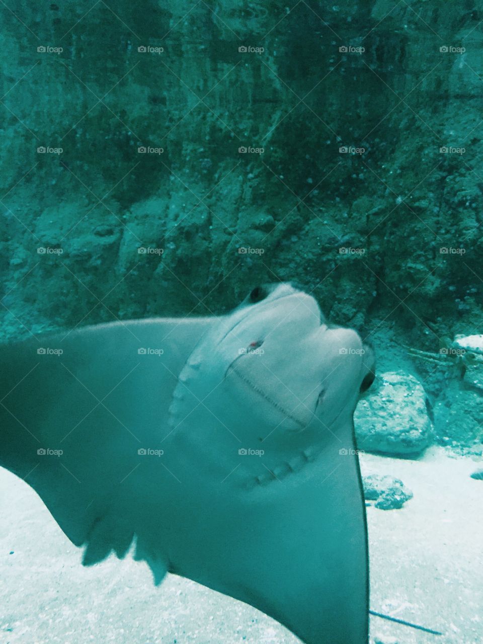 Happy Stingray