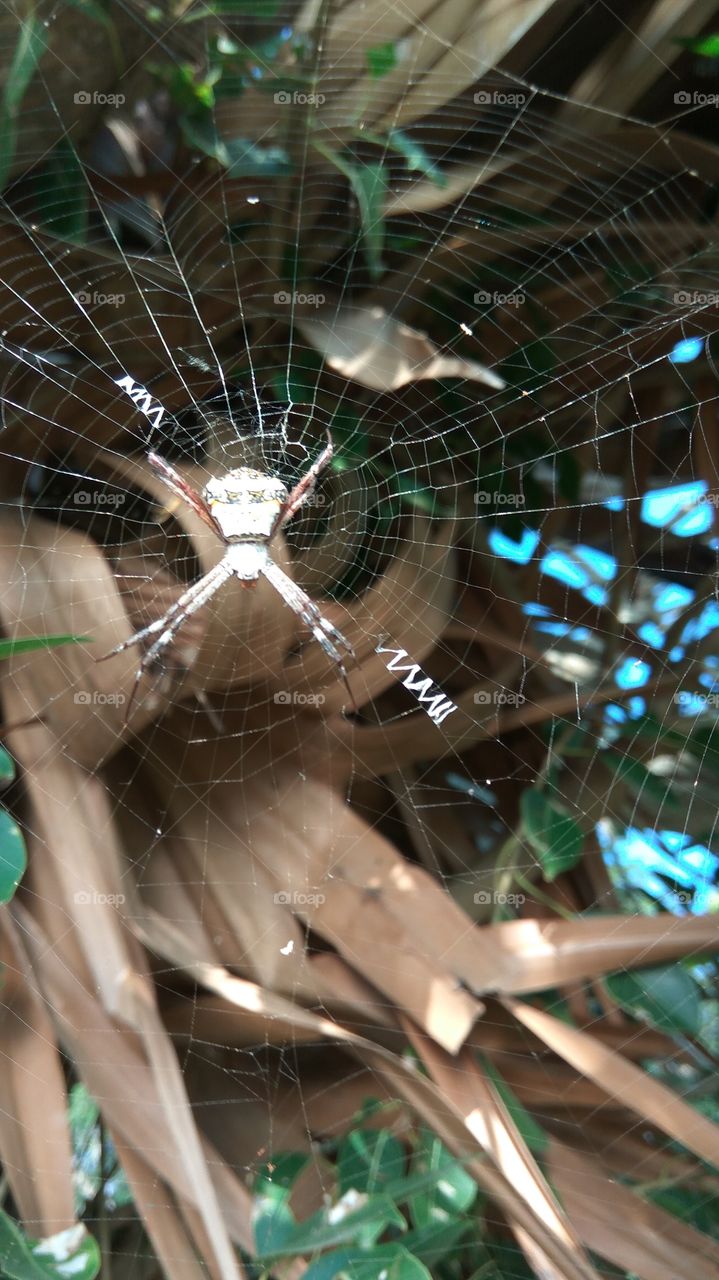 The best of the scenes in spider in next