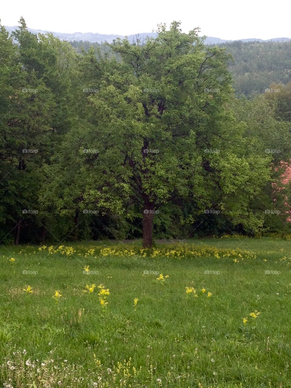 Alonely tree surrounded bu a gentle decoration