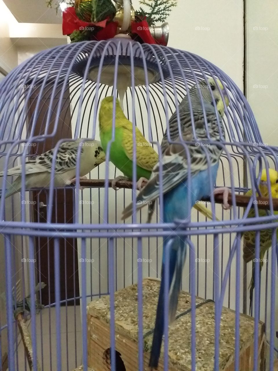 lovebirds on cage