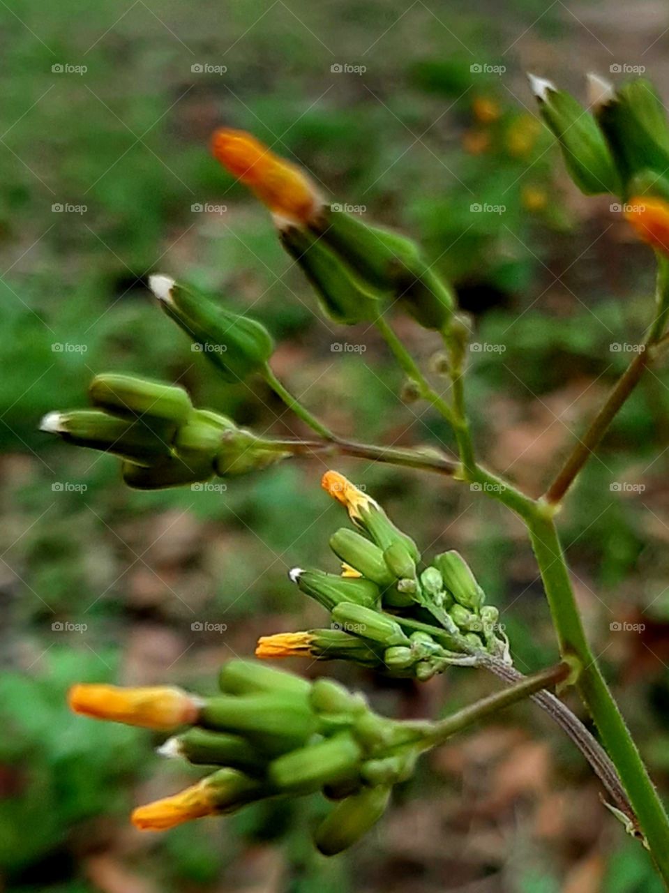 warm weather has the flowers fooled