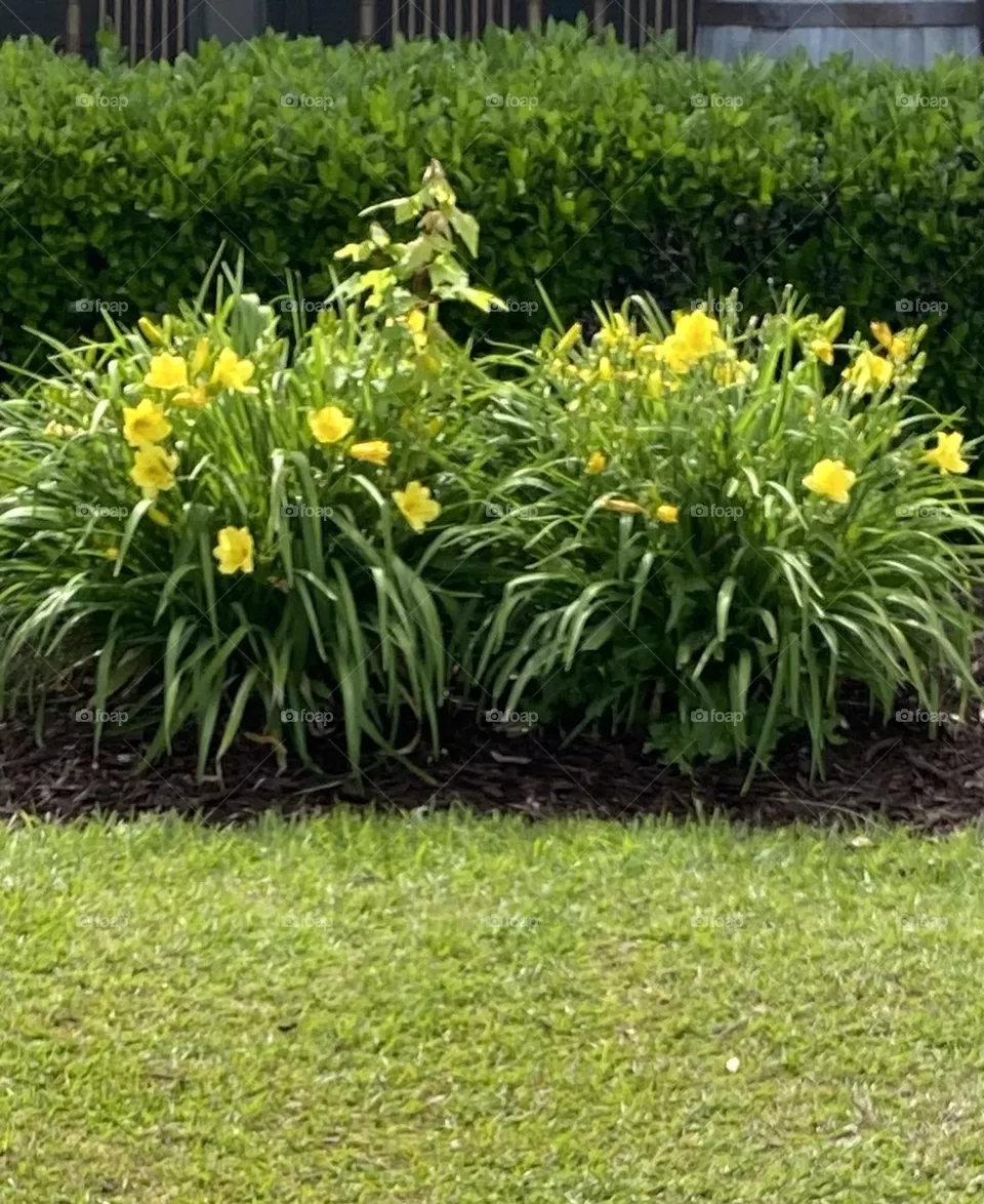 Beautiful flowers 