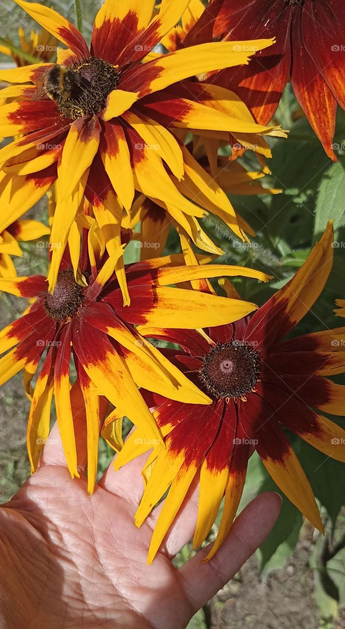beautiful flowers autumn colours
