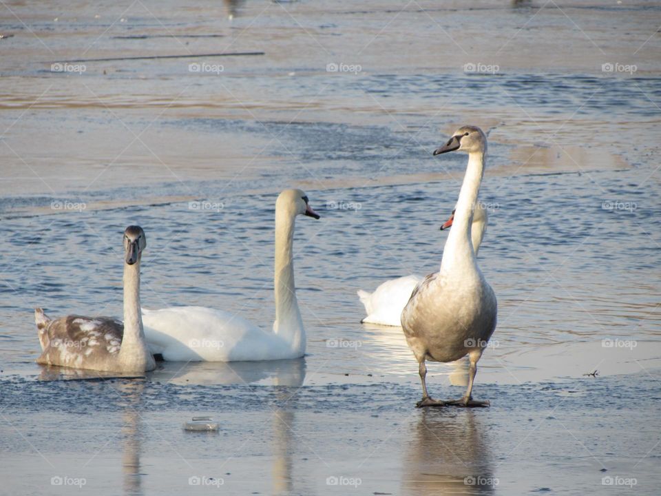 Family of swans on a frozen river