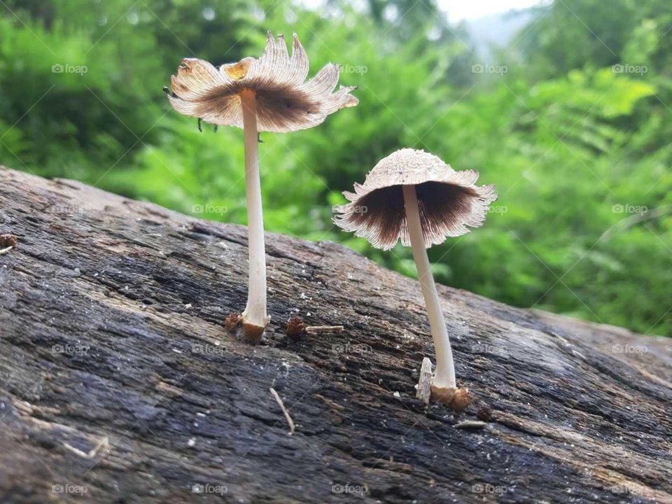 2 mushrooms
