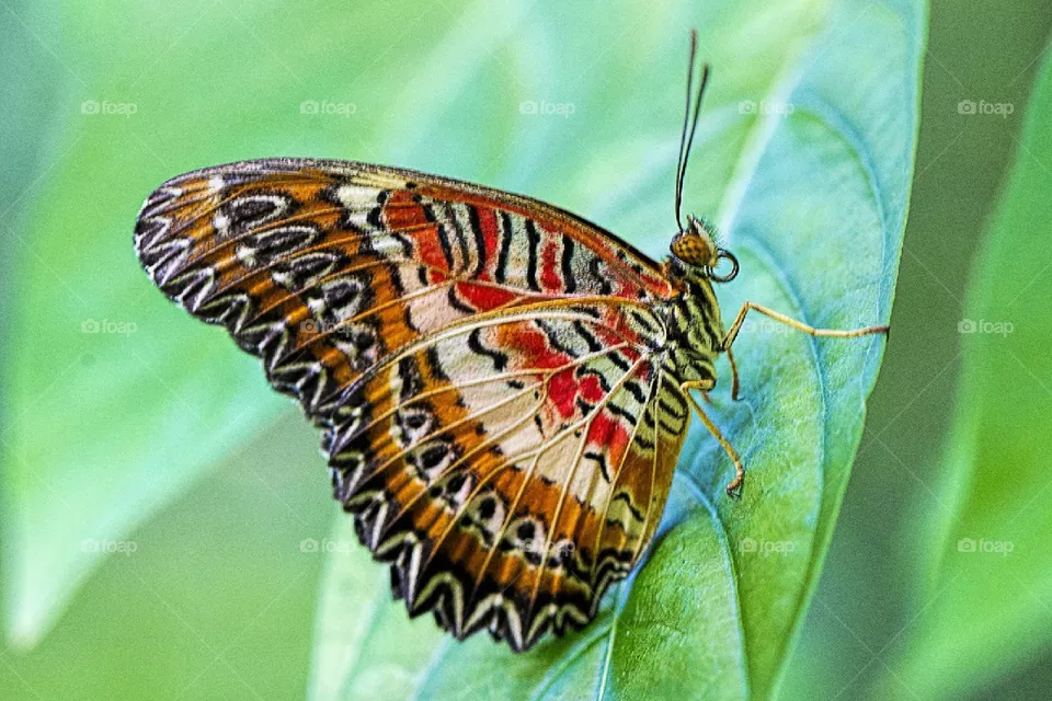 color butterfly